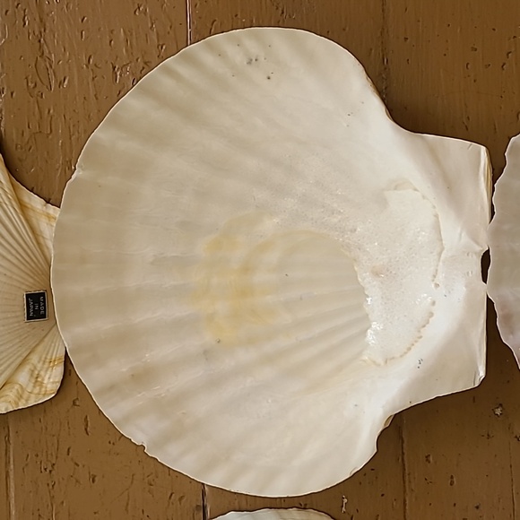 Large Scalloped Clam Shells Made in Japan - Picture 7 of 16